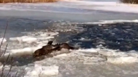 Спасатели вытащили провалившегося под лед лося Егорку