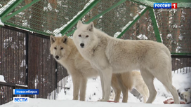 Животные Новосибирского зоопарка пробуждаются от зимней спячки