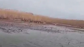 Под Астраханью введён карантин после массовой гибели лебедей