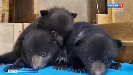 Тверской Центр спасения медвежат рассказал, как чувствуют себя новгородские медвежата