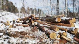 В марте черные лесорубы нарубили дров почти на три миллиона в лесах Магдагачинского района