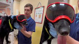 Ветеринары в Челябинске назначают собакам солнцезащитные очки