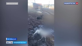 В Башкирии в городе Октябрьском бродячие собаки запрыгнули в загон и растерзали шестерых коз