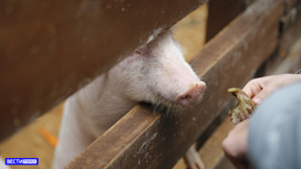 На свинофермах Томской области начались проверки из-за вспышки чумы в соседнем регионе