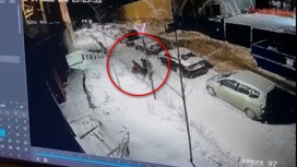 Нападение бойцовских собак на корги в Новосибирске попало на видео