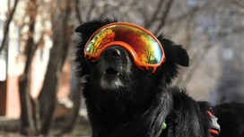 Собакам тоже солнце светит. Зачем четвероногим прописывают солнцезащитные очки
