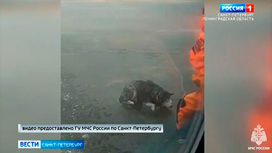 Сотрудники МЧС спасли собаку со льда Финского залива