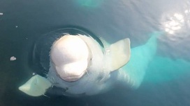 Звуки океана помогут промысловикам получить богатый улов