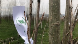 В Ингушетии высадят более 13 тыс. деревьев в рамках акции "Сад Памяти"