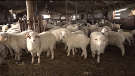 Овцеводство – одно из приоритетных направлений развития животноводства в республике