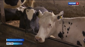 Во Владимирской области вакцинируют животных от сибирской язвы
