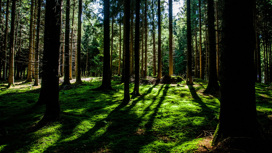 Во Владимирской области внедрили систему мониторинга леса