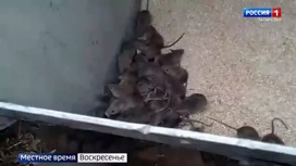 Роспотребнадзор ожидает рост заболеваемости мышиной лихорадкой в Татарстане