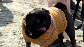 Собачья мода: на Урале устроили массовую прогулку с мопсами