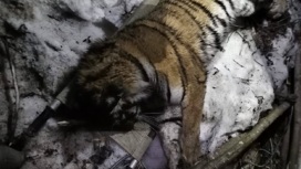 "Задержанную" за поедание собак тигрицу сняли на видео