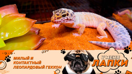 Что общего между хвостом ящерицы и горбом у верблюда