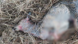 Двух косуль, одна из которых была беременна, незаконно добыли жители Приамурья