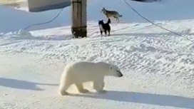 Стая собак прогнала белого медведя из чукотского села