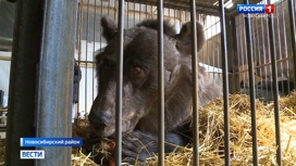 Брошенных на складе под Новосибирском цирковых медведей забрали у хозяев-дрессировщиков