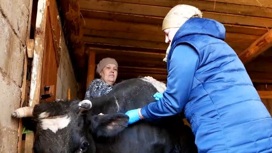 Ветеринарная служба Моркинского района вакцинирует домашний скот