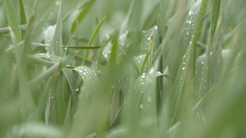 Посевы озимой пшеницы Волгоградской области осмотрела межведомственная экспертная группа