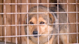 В Волгограде обсудили проект федерального закона о специфике обращения с животными в регионах