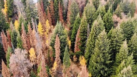 Жуки уничтожили почти треть реликтового леса в Челябинской области