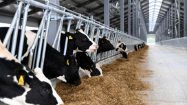 68 хозяйств в Тверской области получат субсидии на производство молока