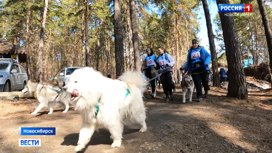 Массовой прогулкой по лесу открыли в Новосибирске фестиваль рабочих собак