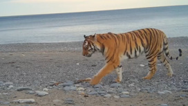Тигрица с тигренком попали в объектив фотоловушки