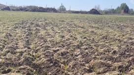 Более 600 гектаров посевов погибли на полях Алнашского района Удмуртии