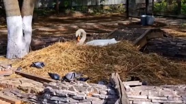 Ивановский лебедь Кай вьет гнездо для своей Герды