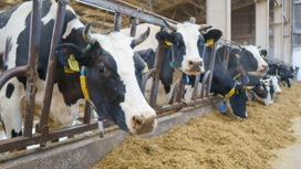В Ивановской области за квартал выросло производство молока