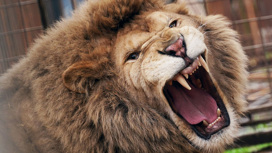 Лев загрыз хозяина, пришедшего его покормить