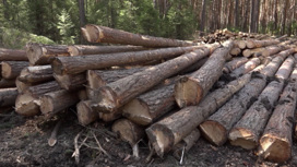 Жители Нижнего Тагила обеспокоены вырубкой леса вблизи города