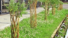 "Русские пальмы" высадят летом в городе ЯНАО