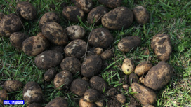 В Томской области приступили к посадке картофеля