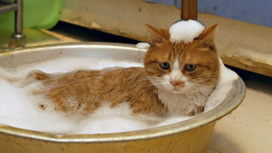 Купальница: время мыть животных и выметать из дома нечисть