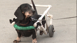 Тюменская семья установила протез на колесах собаке-инвалиду