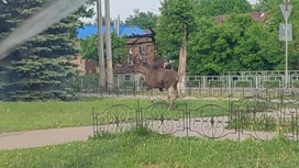 В черте города Иваново жители заметили лося