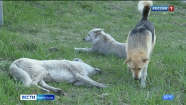 Стаи безнадзорных собак нападают на жителей Беломорска