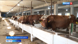 Новых коров высокоудойной породы доставили в одно из сельхозпредприятий Хабаровского края
