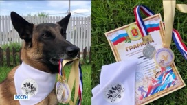 Во Владимирском регионе стартуют Всероссийские соревнования по спортивно-прикладному собаководству