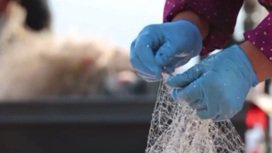 Китайские рыбаки вылавливают из Амура 70 видов моллюсков