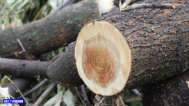 За неделю в Томской области выявлено 10 случаев незаконной рубки леса