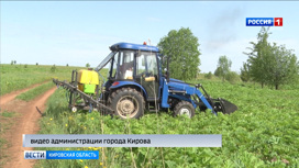 В Нововятском районе уничтожают борщевик с помощью специального гербицида