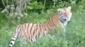 Жительница Приморья при встрече с тиграми рискнула выйти из машины