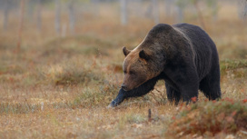 Весенняя охота на бурого медведя завершается в Приамурье