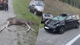 В Челябинской области иномарка насмерть сбила лося