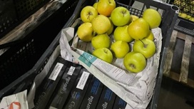 Около 200 тыс. пачек контрабандных сигарет обнаружили в фуре с яблоками на пункте пропуска "Верхний Ларс"